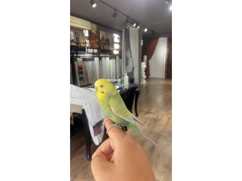 Konuşan full evcil muhabbet kuşu
