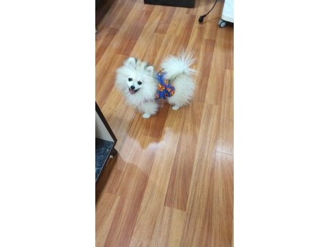 Pomeranian boo aşıları tam