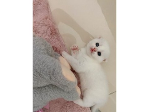 Beyaz scottish fold