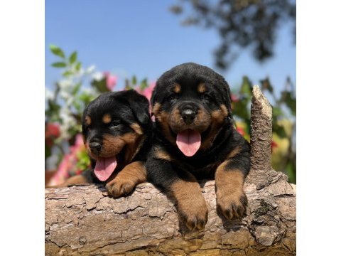 Üst kalite rottweiler yavrular