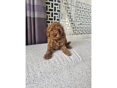 Toy poodle kore