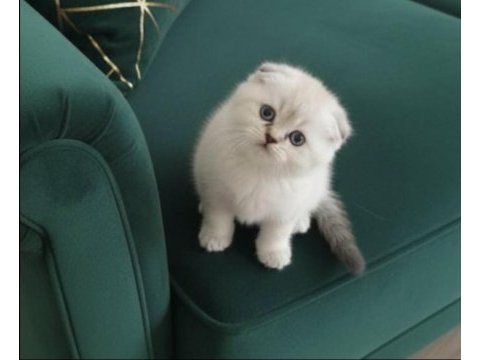 Ayı surat scottish fold