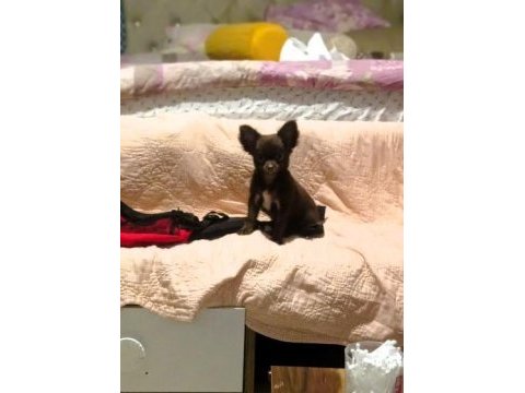 Görüşülür chihuahua