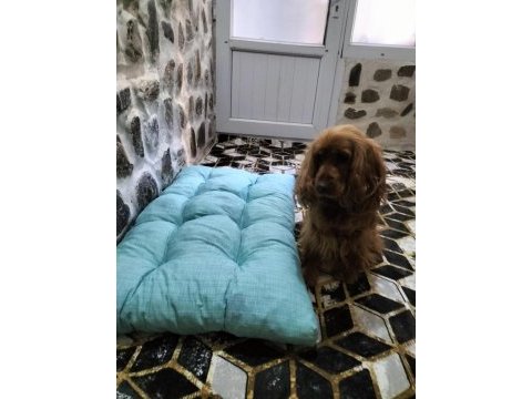 Komut eğitimli ve tuvalet eğitimli efsane köpeğimiz kuki