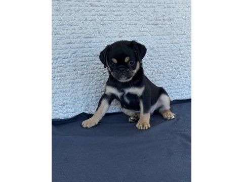 Black tan pug mops