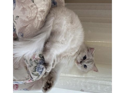 Saf kan chinchilla yetişkin dişi