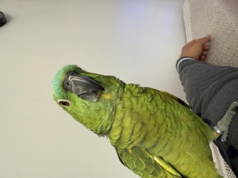 Konuşan gülen blue front amazon papağanı