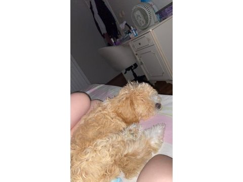 Acil sahiplendiriyorum 4 aylık maltipoo
