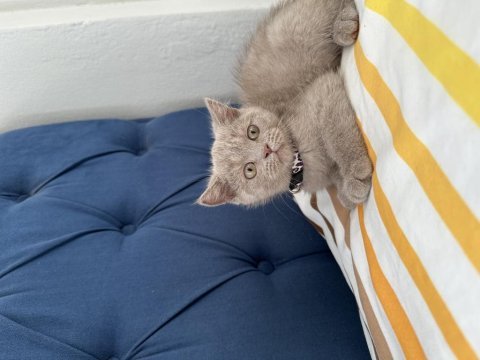 Lokum gibi british shorthair kızımız