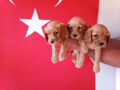 Sevimli ve oyuncu cocker yavruları