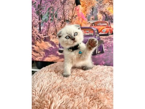 A kalite top kafa scottish fold yavrular