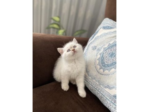 Mavi gözlü pamuk gibi british longhair