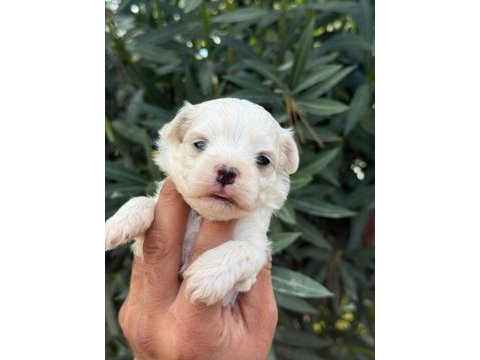Kucuk mınık köpekler