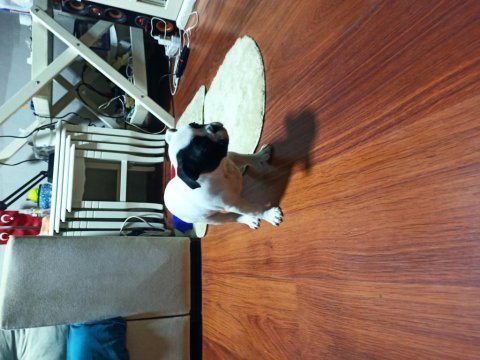 Maskeli french bulldog yavruları