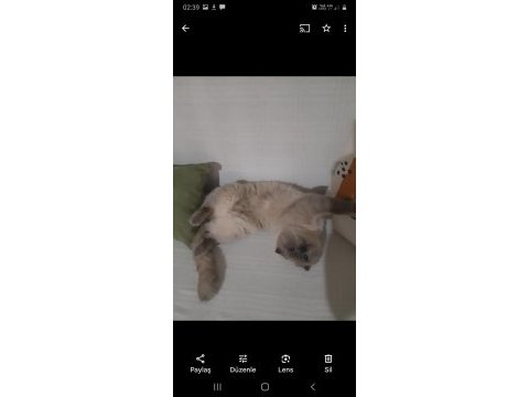 Yetişkin scottish fold cins temiz