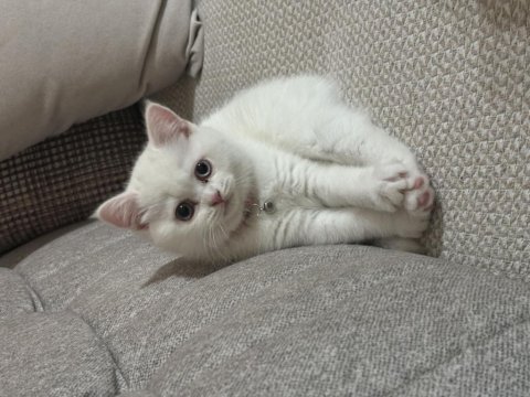 Scottish fold yavru kedimiz
