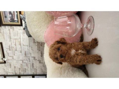 Minik poodle kurabiyeler