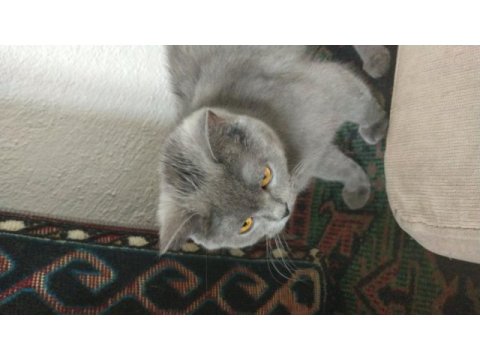 8 aylık kızımızı sahiplendiriyoruz