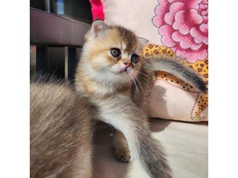 Gold scottish fold bebekler