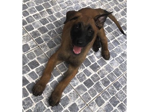 Safkan ırk garantili belçika kurdu