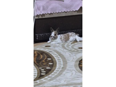 Evcil evde bakılmış lop tavşan