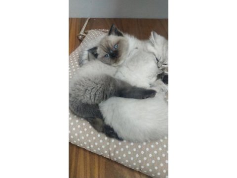 Bebek yüz mavi göz british shorthair
