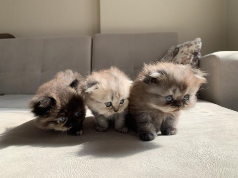 1 aylık scottish fold shorthair 3 erkek yavru