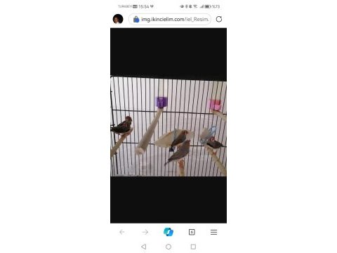 Ömrü uzatan hint bülbülü (zebra ispinozu)