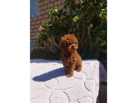 Poodle teacup kore baby kuyruksuz