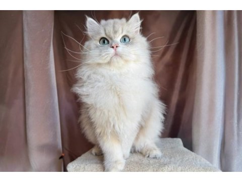 Gri british longhair yakışıklı