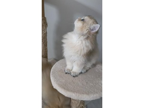 British longhair ny 12