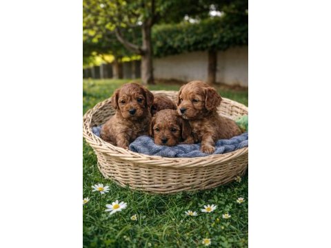 Muhteşem cavapoo yavrular