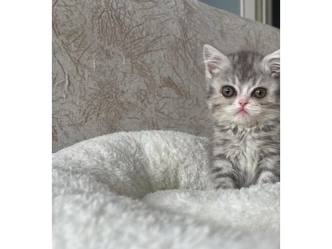 British shorthair yavrular