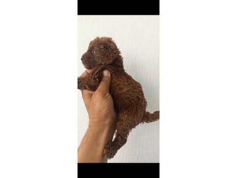 Birbirinden güzel poodle yavruları
