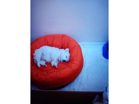 48 günlük maltese terrier