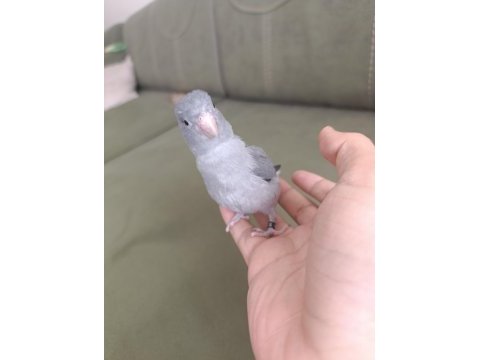 Ele alışık forpus papağanı