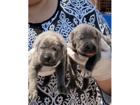 Sevimli cane corso yavrularımız