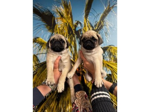 Pug mops yavrular hazırdır
