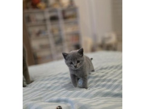 British shorthair bir buçuk aylık yavrular dişi kedi