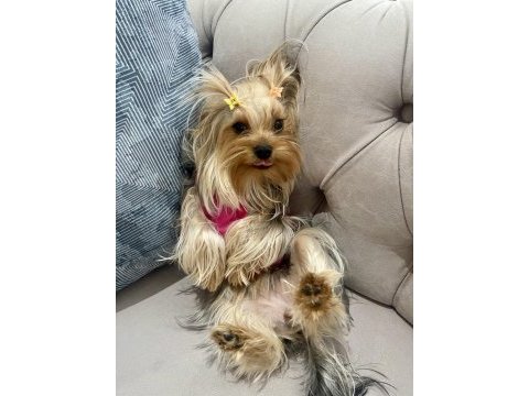 Yorkshire terrier kızımız