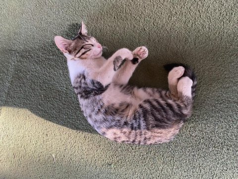 2 tane enerjik dişi kedilere acil yuva