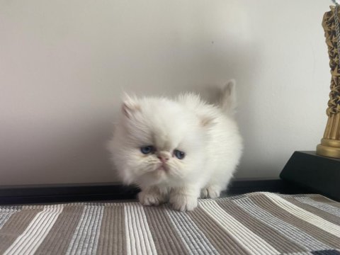 Son 2 adet iran kedisi yavrusu