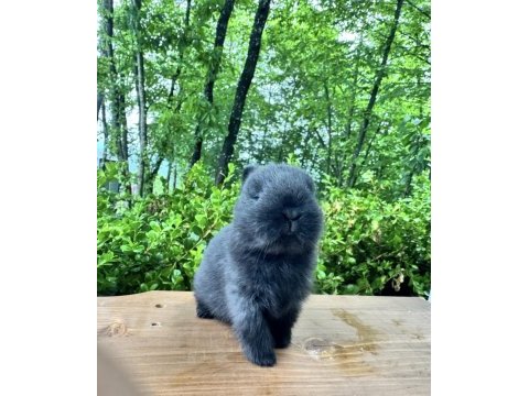 A kalite netherland dwarf tavşan yavrular