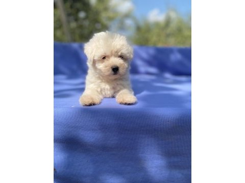 Kar beyaz maltese köpeği