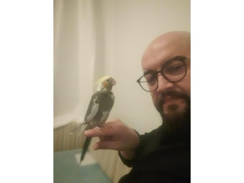 Yavru sultan papağanı elle besleme ve özel bakım