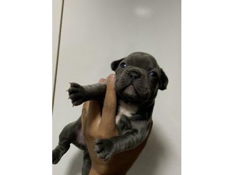 Blue french bulldog bebekler