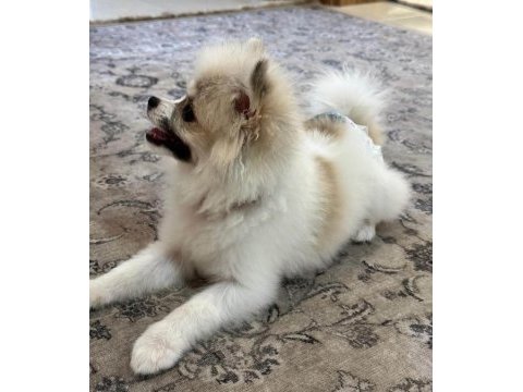 Pomeranian boo dişi köpeğimiz