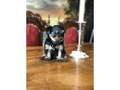 Ankaranın en güzel tea cup yorkshire terrier leri