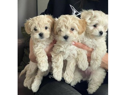 F2 maltipoo yavruları