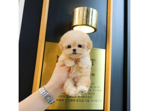 Toy poodle yavrularım